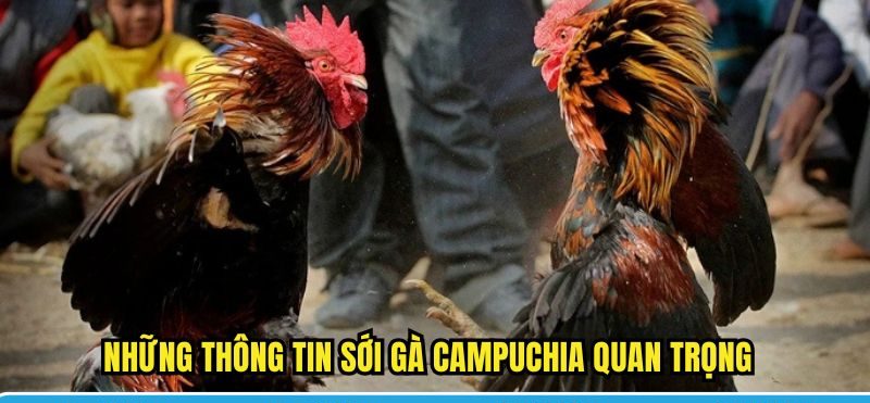Những thông tin sới gà Campuchia quan trọng